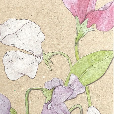 Sweet Pea Gift Tag - Image 3