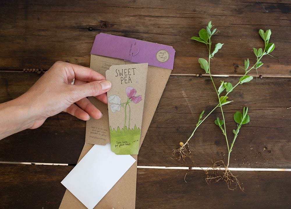 Sweet Pea Gift of Seeds (ws) - Image 4