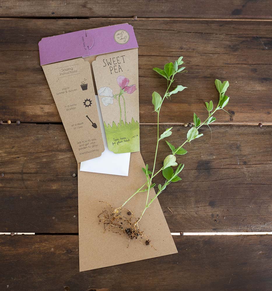 Sweet Pea Gift of Seeds (ws) - Image 3
