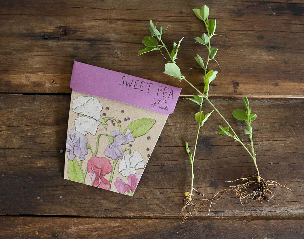 Sweet Pea Gift of Seeds (ws) - Image 5