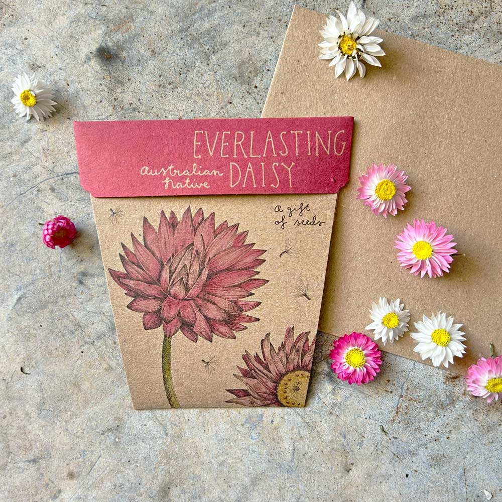 Everlasting Daisy Gift of Seeds (ws) - Image 4