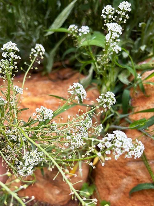Christmas Wildflowers Gift of Seeds (ws) SOLD OUT - Image 6