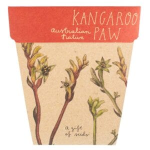 Kangaroo Paw