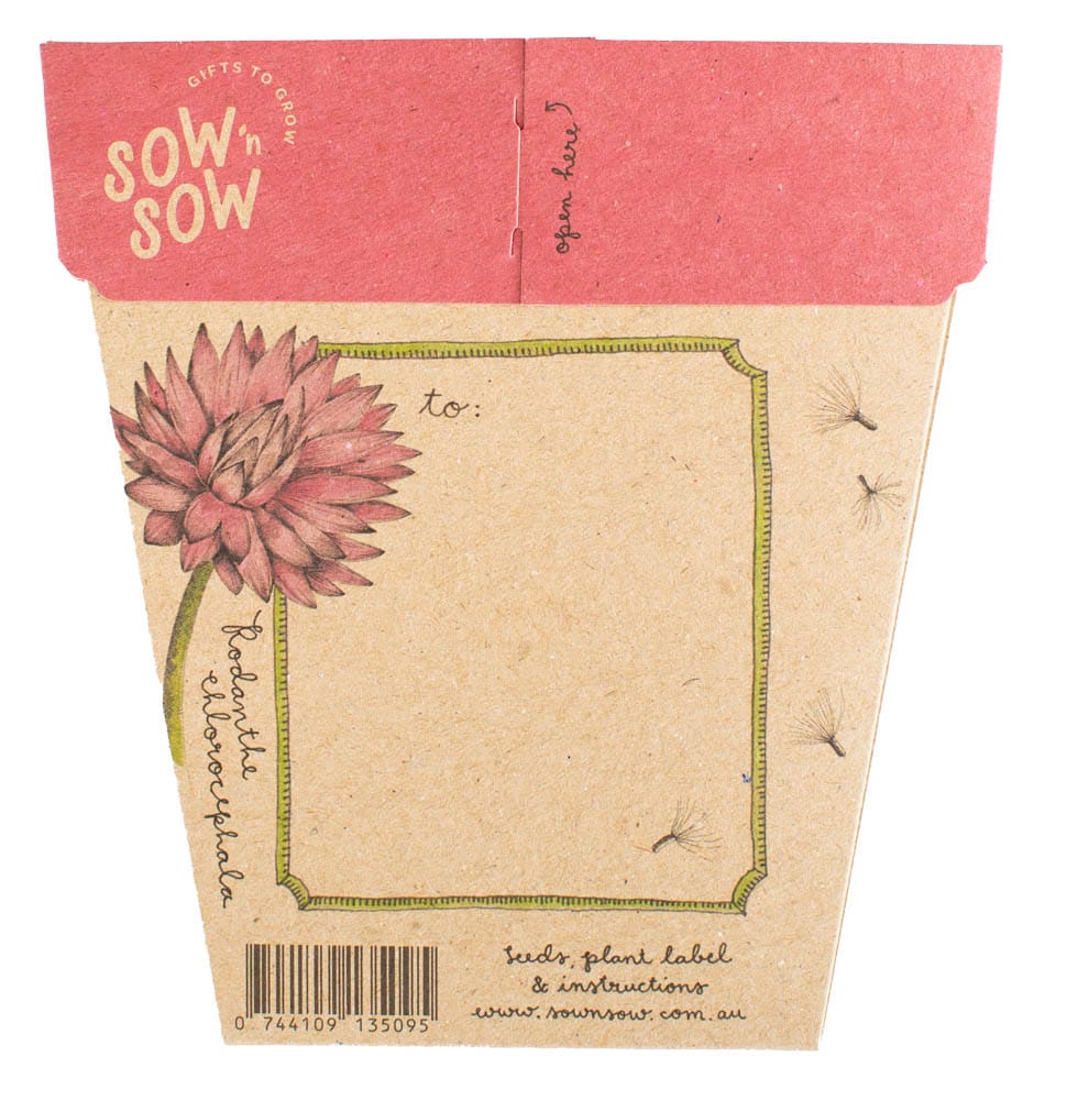 Everlasting Daisy Gift of Seeds (ws) - Image 2