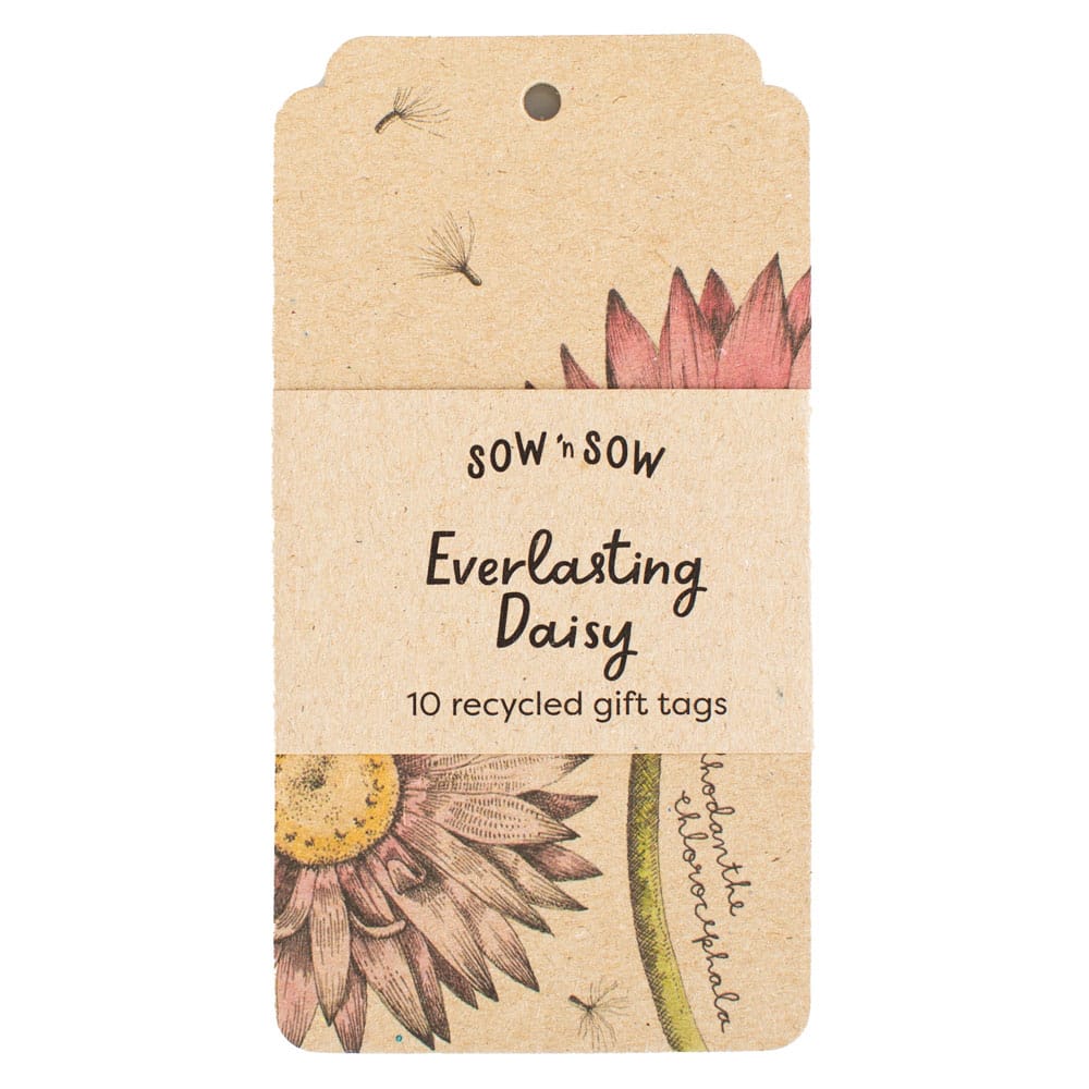 Everlasting Daisy Gift Tag - 10 Pack (ws)