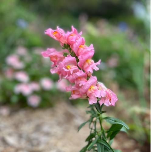 Snapdragon by Sow 'n Sow